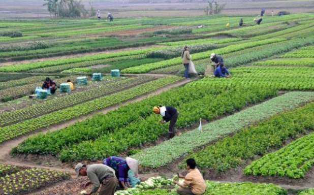 मौद्रिक नीतिमा कृषि क्षेत्र उच्च प्राथमिकतामा