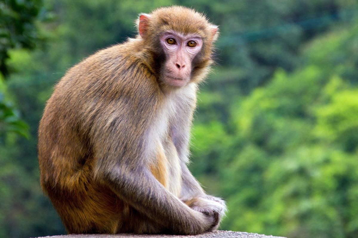 भारतमा हराएको बादँर भेट्नेलाई ८० हजारको पुरस्कार