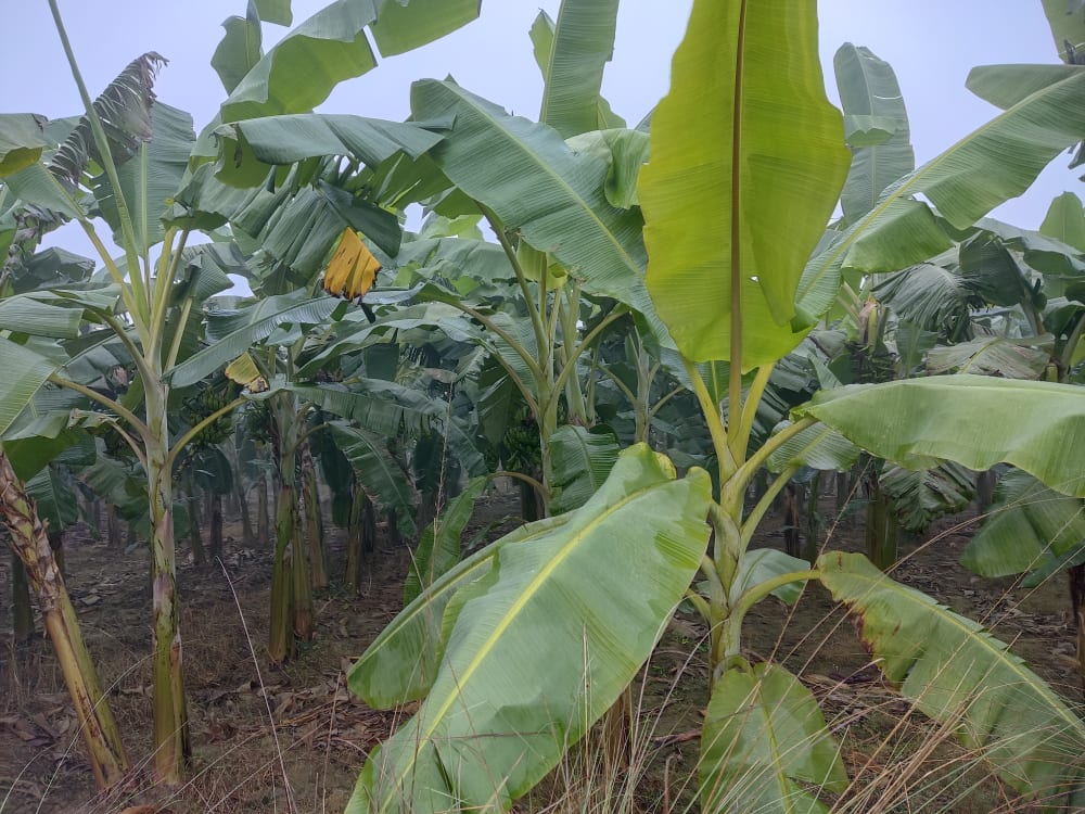 झापामा वार्षिक ३७ हजार टन केरा उत्पादन