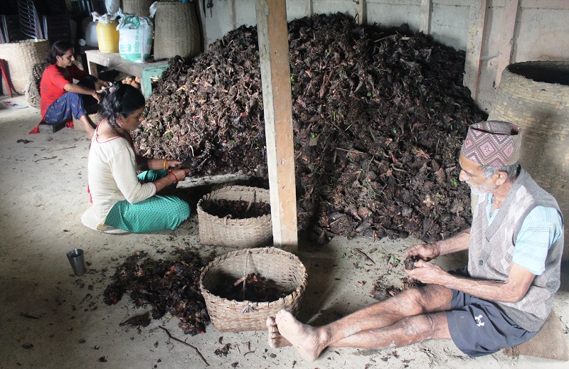 अलैँचीको भाउ तेब्बरले बढ्याे, चार वर्षयताकै उच्च मूल्य पाएपछि किसान खुसी