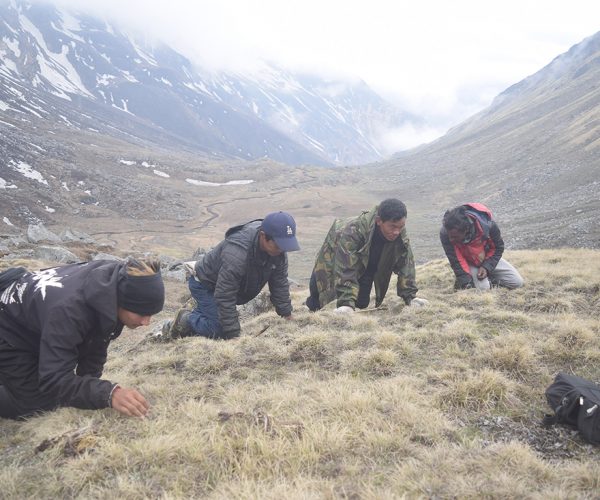 बुकीमै बसेर यार्सागुम्बाको खोजी