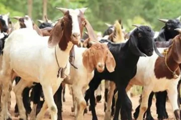 दसैँमा चितवनमा ३० करोडभन्दा बढीको खसीबोका कारोबार: १५ हजार खसी खपत हुने, भारतीय आयात पूर्ण बन्द