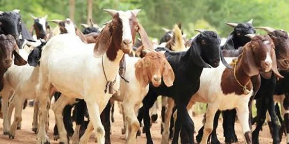 दसैँमा चितवनमा ३० करोडभन्दा बढीको खसीबोका कारोबार: १५ हजार खसी खपत हुने, भारतीय आयात पूर्ण बन्द
